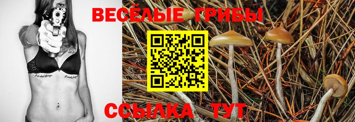Славгород  Галлюциногенные грибы Psilocybine cubensis  Вход с VPN  Галлюциногенные грибы Psilocybine cubensis 